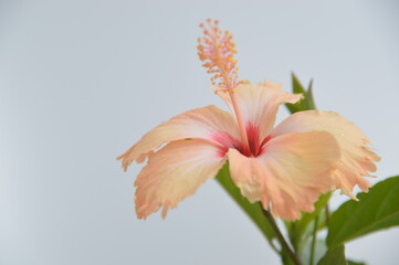 Fototapeta premium lily