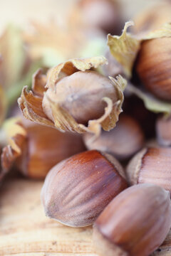 Hazelnut harvest