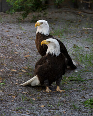 Bald Eagle Stock Photos. Bald Eagle couple close-up on the ground displaying their body, head, eye, beak with a blur background  in its habitat and environment. Picture. Image. Portrait.