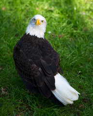 Bald Eagle Stock Photos. Close-up profile view, looking at camera with a foliage background displaying its body, head, eye, beak, plumage and white tail  in its habitat and environment.