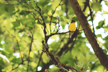 The American Goldfinch