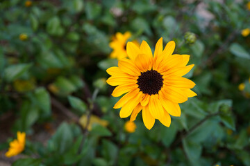 Close up of a small delicate sunflower. Brown center with bright yellow petals. 