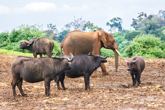 Baby elephant with buffalos