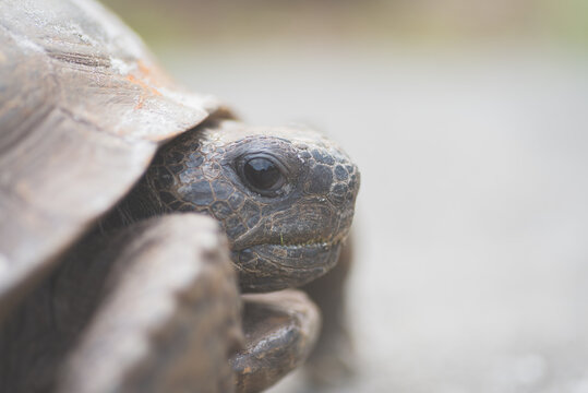 The Face of A Turtle