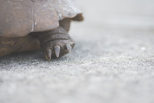 Close Up Of A Gopher Tortoise Foot