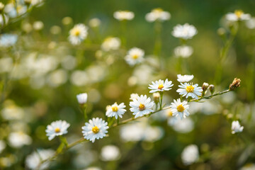 Tiny white wildflowers. Macro image.