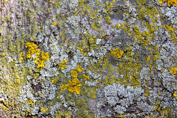 Full frame abstract art background of moss and lichen textures on the bark of a cherry tree, with...