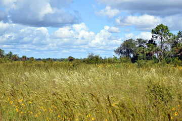 A Meadow of Wild Sunflowers