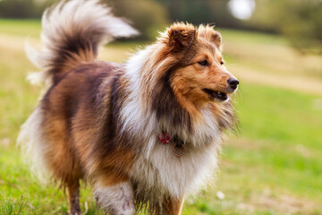 Shetland Sheepdog on a meadow