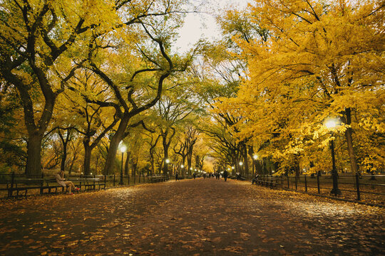 Autumn Trees - Evening - Central Park - New York City