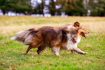 Shetland Sheepdog on a meadow