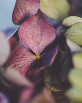 Extreme close-up of pink hydrangea dry flower head