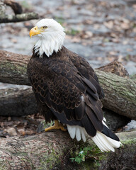 Bald Eagle Stock Photos. Bald Eagle perched on a log displaying brown feathers, head, eye, beak, talons, plumage with a blur background  in its habitat and environment. Image. Picture. Portrait.