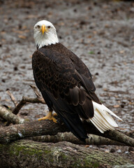 Bald Eagle Stock Photos. Bald Eagle perched on a log looking at camera and displaying its body, head, eye, beak, talons, plumage with a blur background  in its habitat and environment. Image.