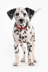 young dog dalmatian standing front on white background