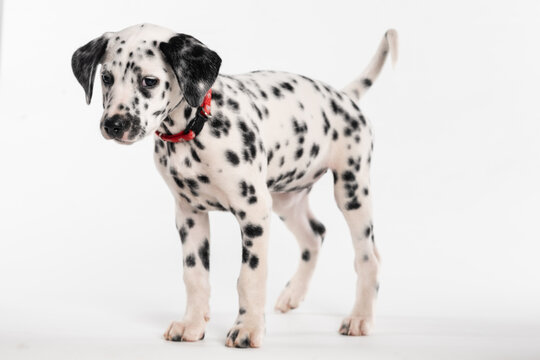 Sad Dog Dalmatian Standing On White Background