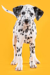 dog dalmatian front standing on yellow background
