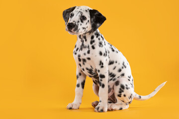 puppy dalmatian sitting on yellow background
