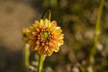 Dahlia Milena after the first frost. Dark tones. 