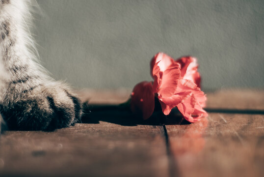 Cat pow with a flower