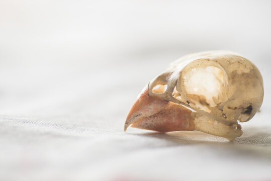 A Cardinal Bird Skull