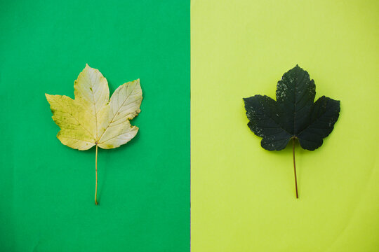 Autumn details