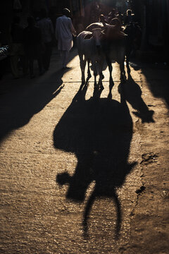 Herd of cows and bulls walking in the street with the sun behind