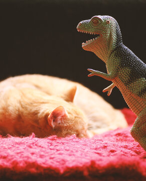 The cat & the tyrannosaurus