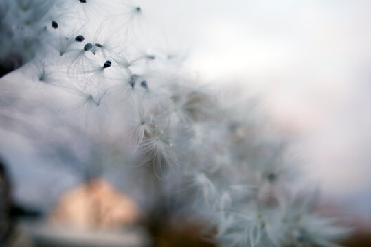 Milkweed Seeds Blowing In The Wind