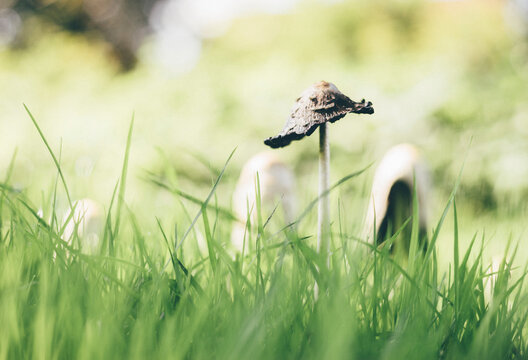Shaggy Ink Cap (Coprinus comatus) fungi. Norfolk, UK