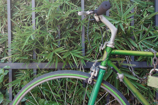 Locked green bike against green hedge