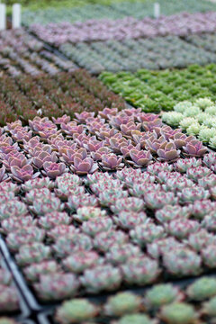 Succulents for sale