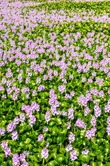 Jacinto de água, Eichhornia crassipes
