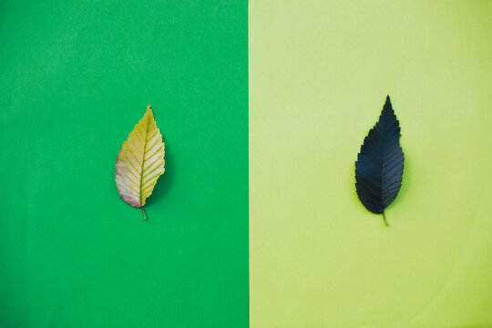Autumn details