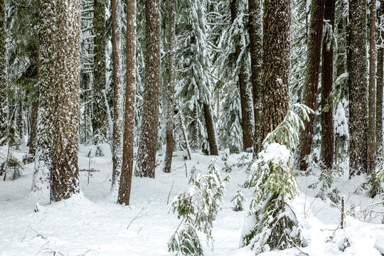 Snow covered fir trees in the Cascade mountains in the Willamette National forest, Oregon.