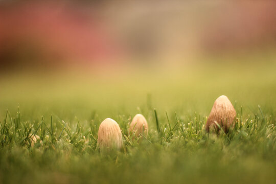Mushrooms Begin to Sprout!