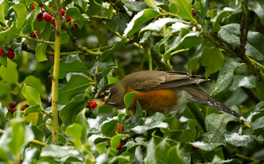 A Robin perched on a holly tree branch eating a red berry, Salem, Oregon.