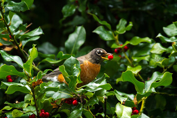 A Robin perched on a holly tree branch eating a red berry, Salem, Oregon.