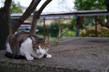 猫