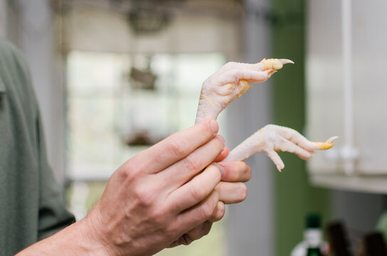 Hands holding raw chicken feet in kitchen
