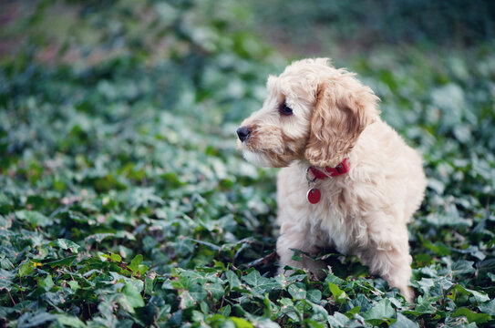 Cockapoo puppy in a garden