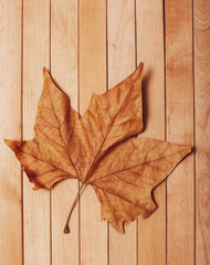 Naklejka na ściany i meble Autumn leaves on wooden table. 