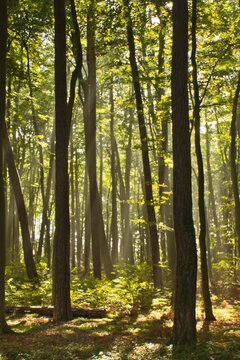 Light is flooding a forest