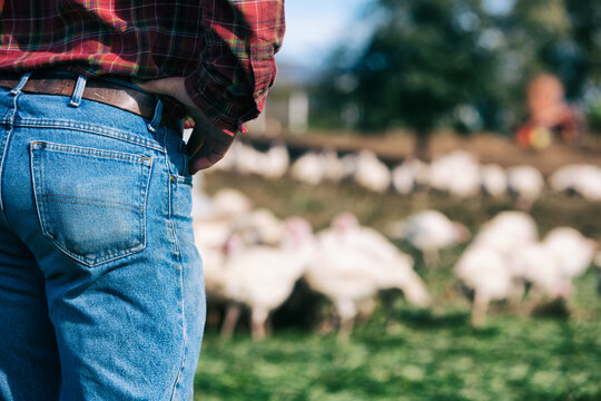 Farm: Male Farmer Watches Flock Of Turkeys