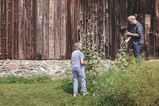 Senior Woman and Adult Son Picking Off Pest Bugs from Flowers and Plants in Rural Garden