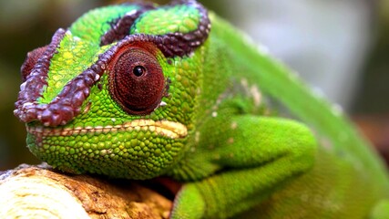A focus on the head of a green and black chameleon