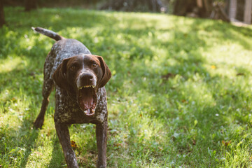 German shorthaired pointer barking