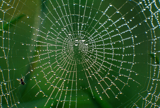 Closeup macro delicate intricate ephemeral patterns of an orb weaving arachnid spider