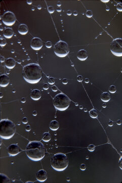 closeup macro delicate intricate patterns of dewdrops on a spider web
