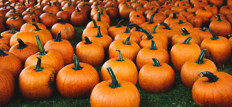 Pumpkin's ready for Halloween
